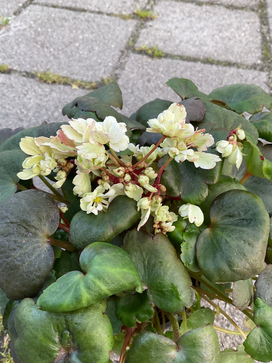 Saxifraga cortusifolia ‘Dancing Pixies Thea’  Hvit P13