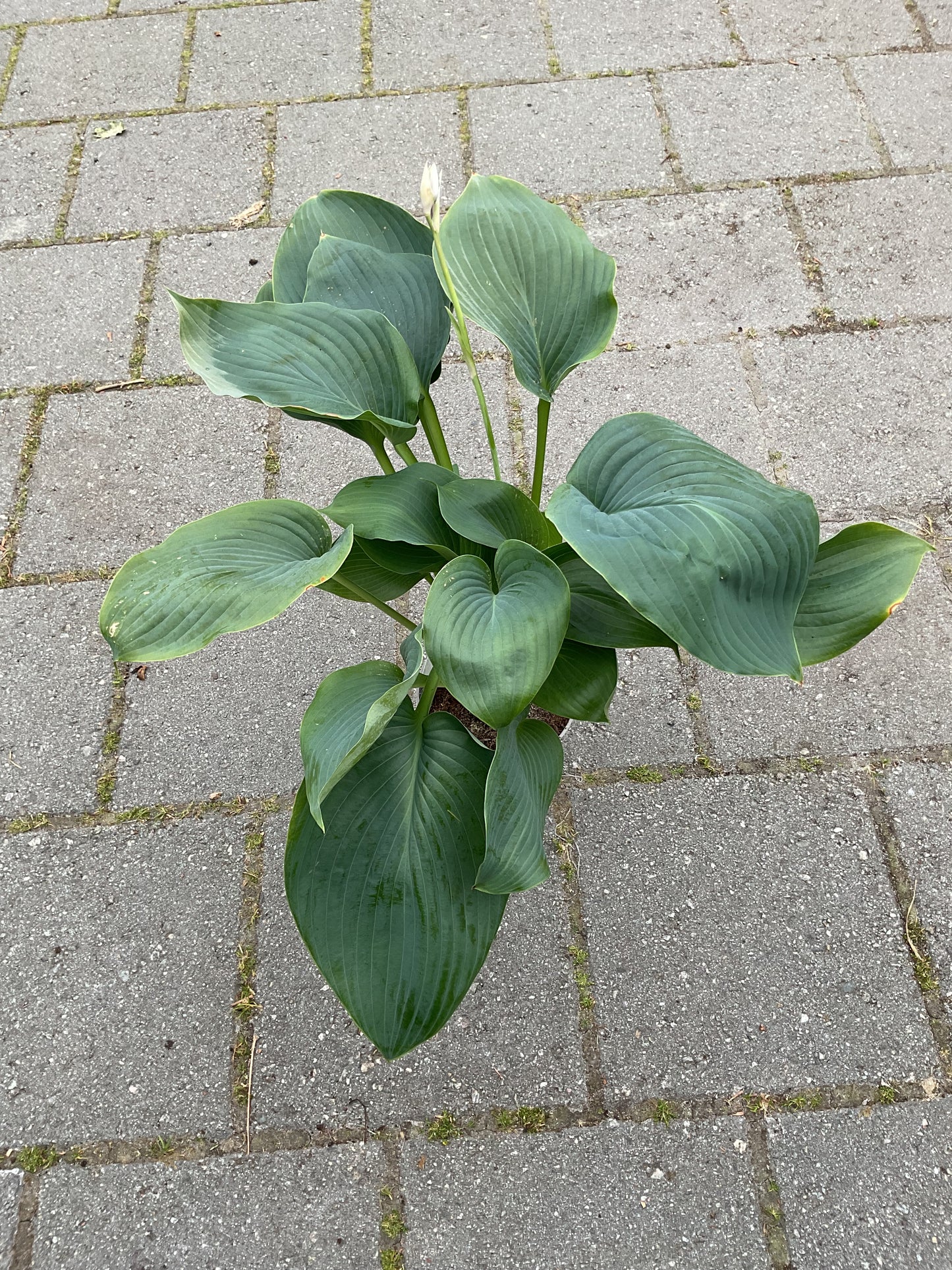 Hosta ‘Empress Wu’