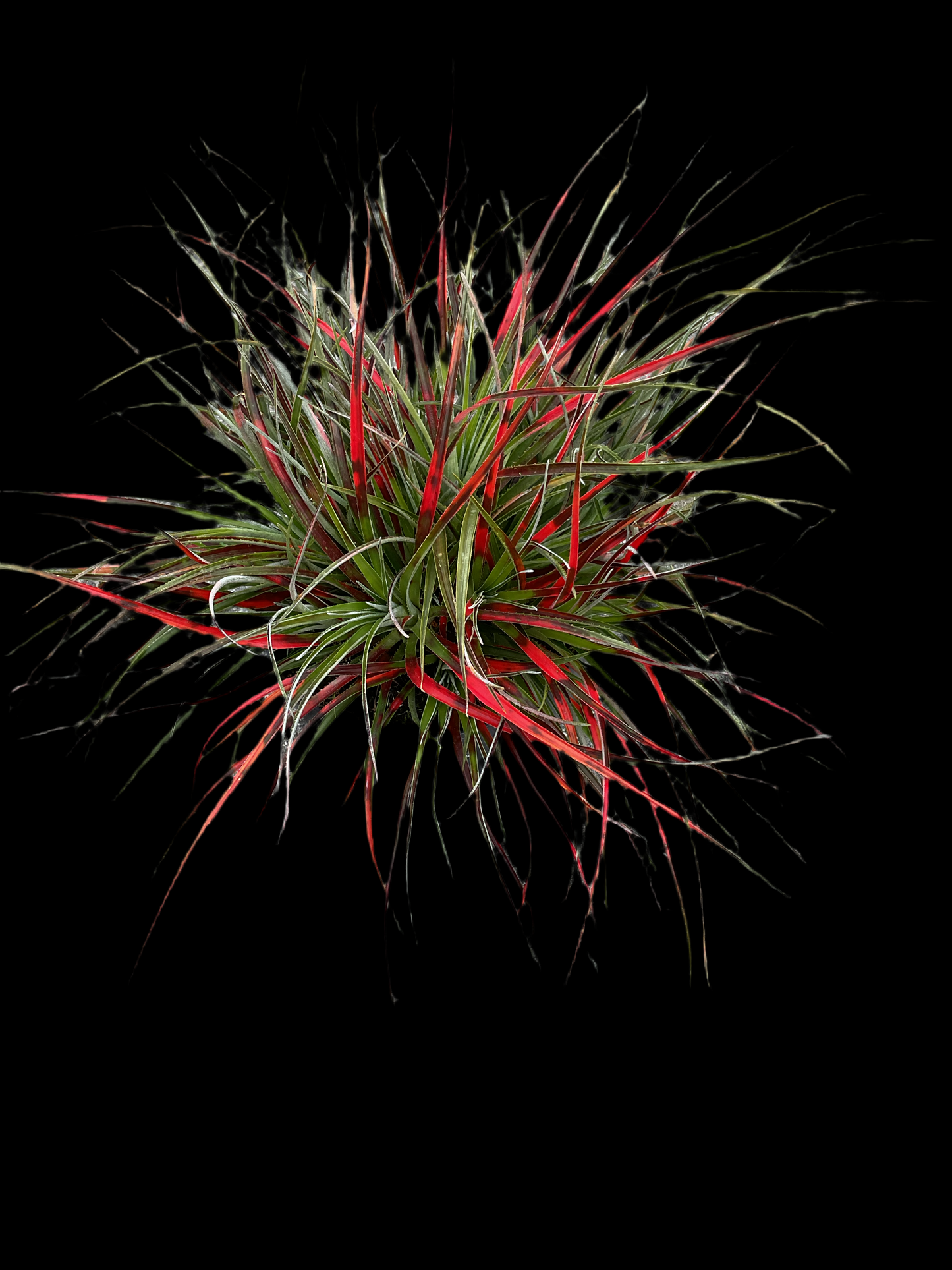 Fascicularia bicolor