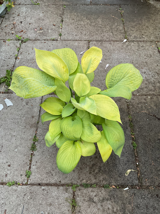 Hosta ‘City Lights’