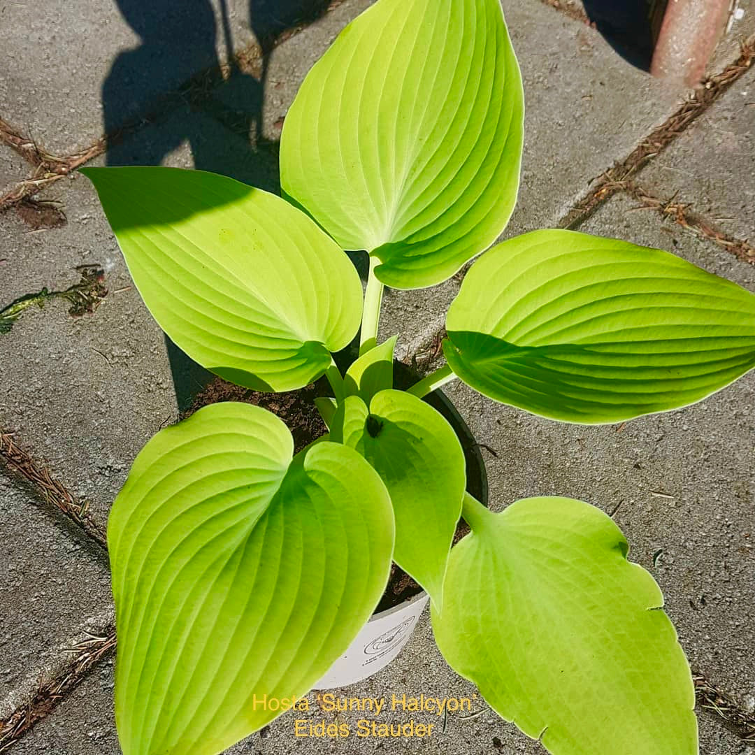 Hosta ‘Sunny Halcyon’