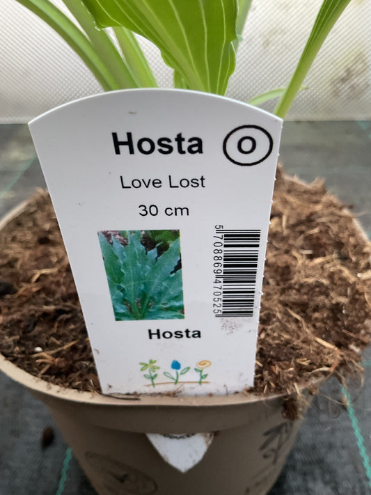 Hosta ‘Love Lost’ P15
