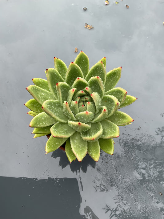 Echeveria agavoides ‘Miranda’ P12