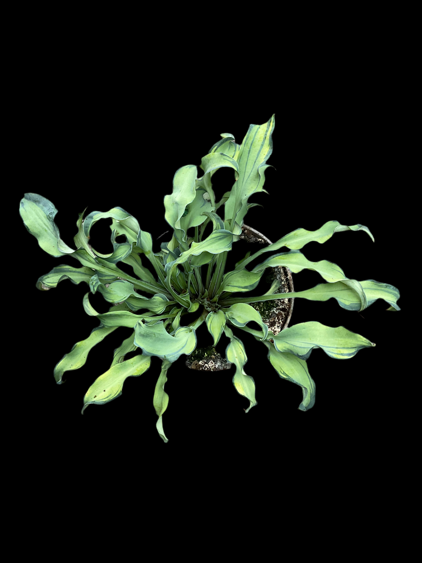 Hosta ‘Gravity Rocks’ P15