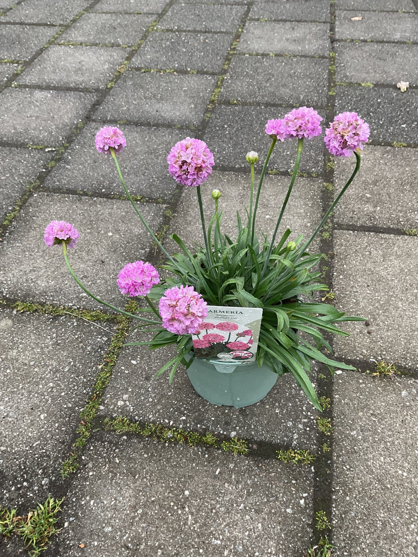 Dreameria ®️’Daydream’ P17 (Armeria pseudoarmeria)
