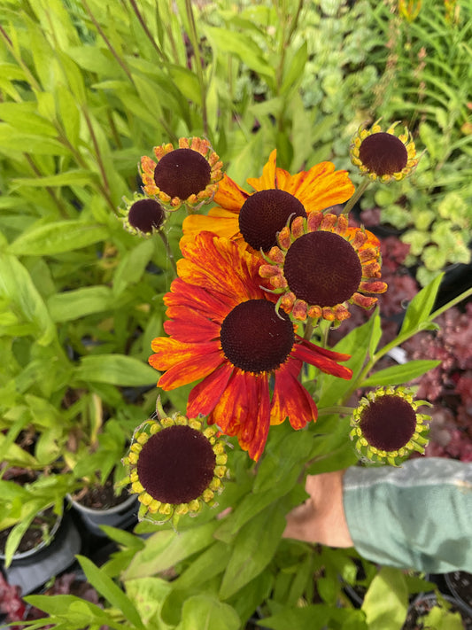 Helenium autumnale ‘Moerheim Beauty’ P13