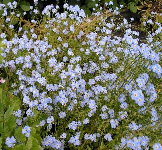 Myosotis palustris ‘Nixenauge’