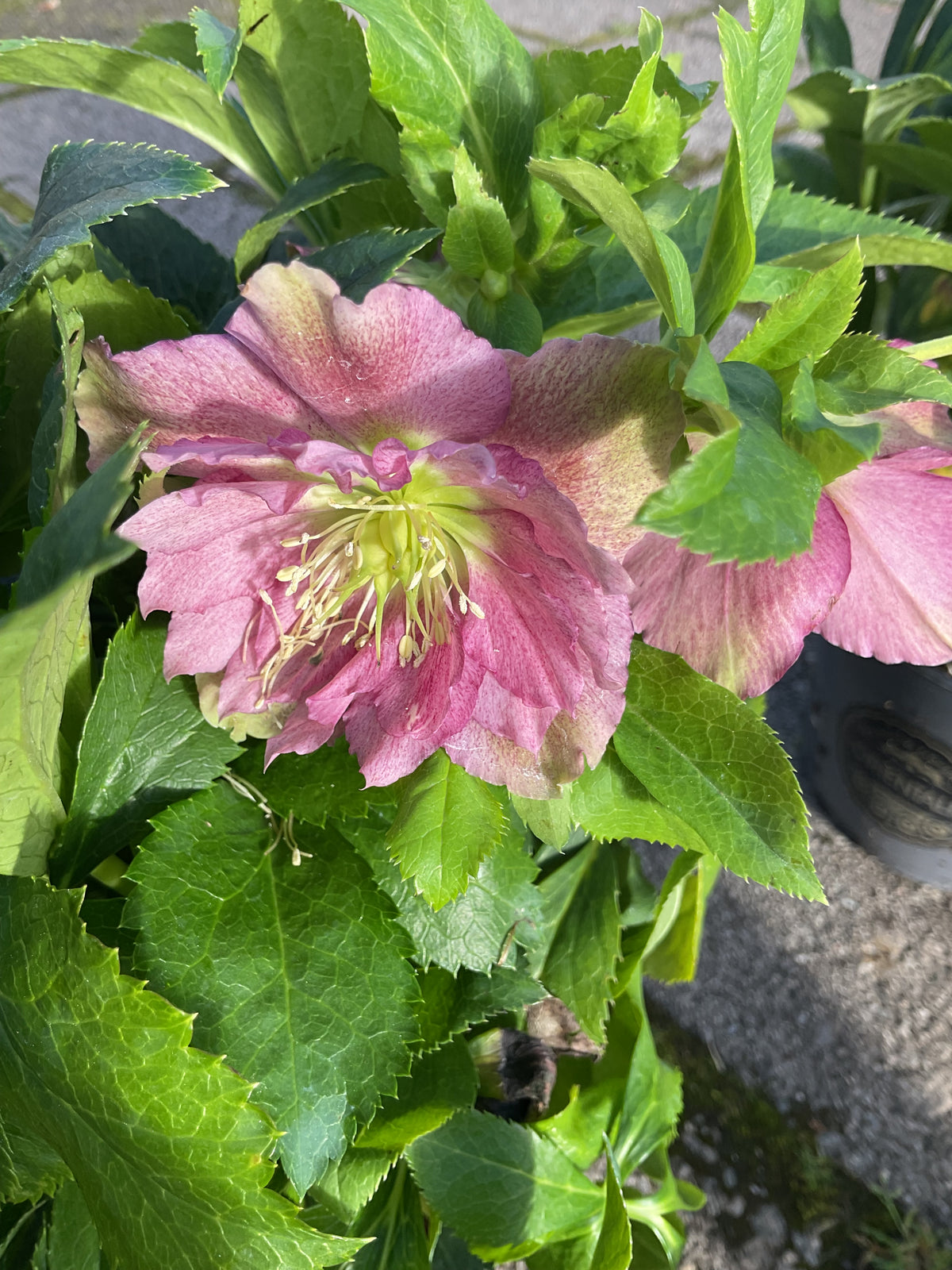 Helleborus orientalis ‘Double Ellen Red’ P15