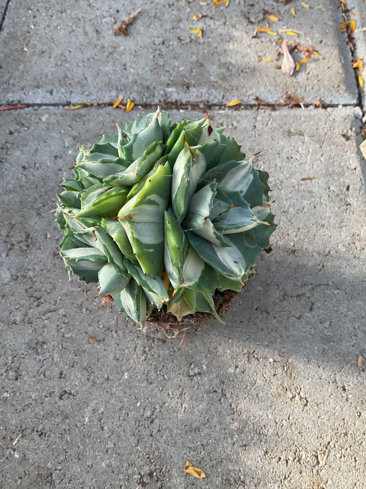 Agave potatorum ‘Ouhi-Raijin Variegata’ P9