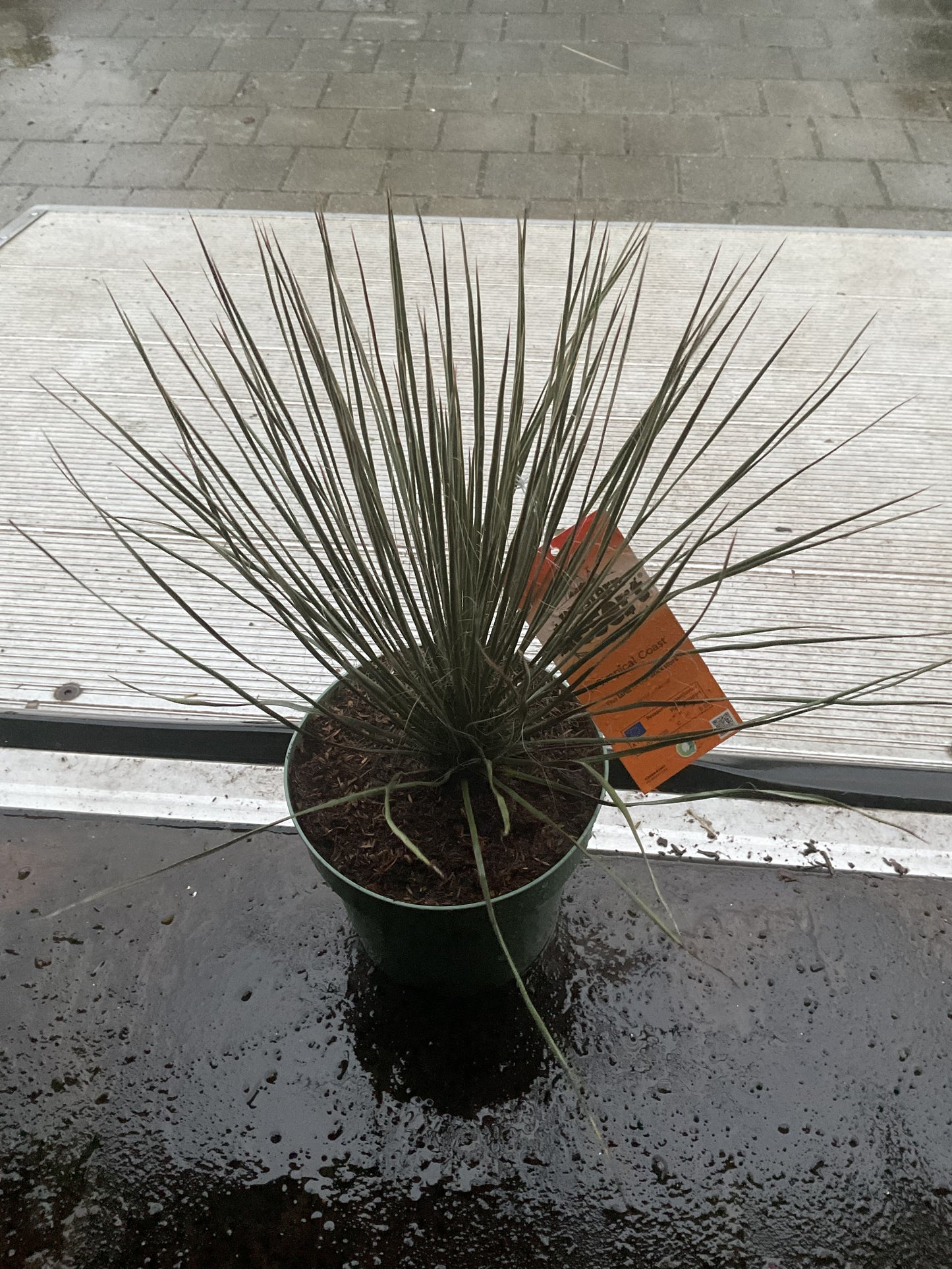 Yucca elata (Soaptree Yucca) P20