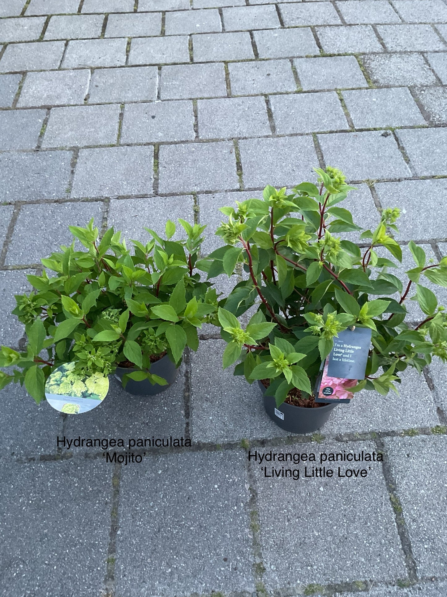 Hydrangea paniculata ‘Living Little Love’