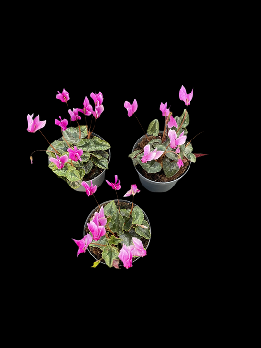 Cyclamen hederifolium Kolleksjon av 6 stk