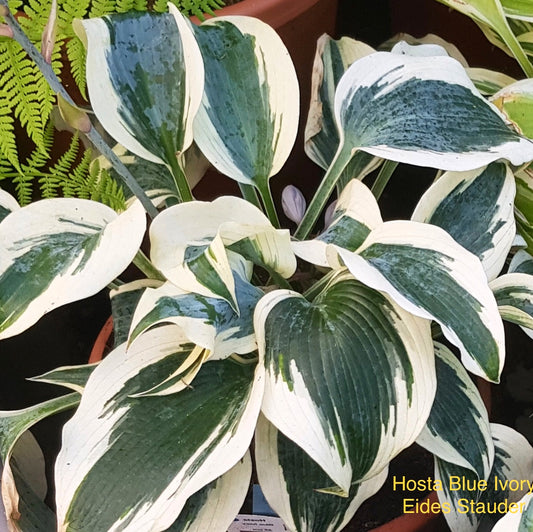 Hosta ‘Blue Ivory’