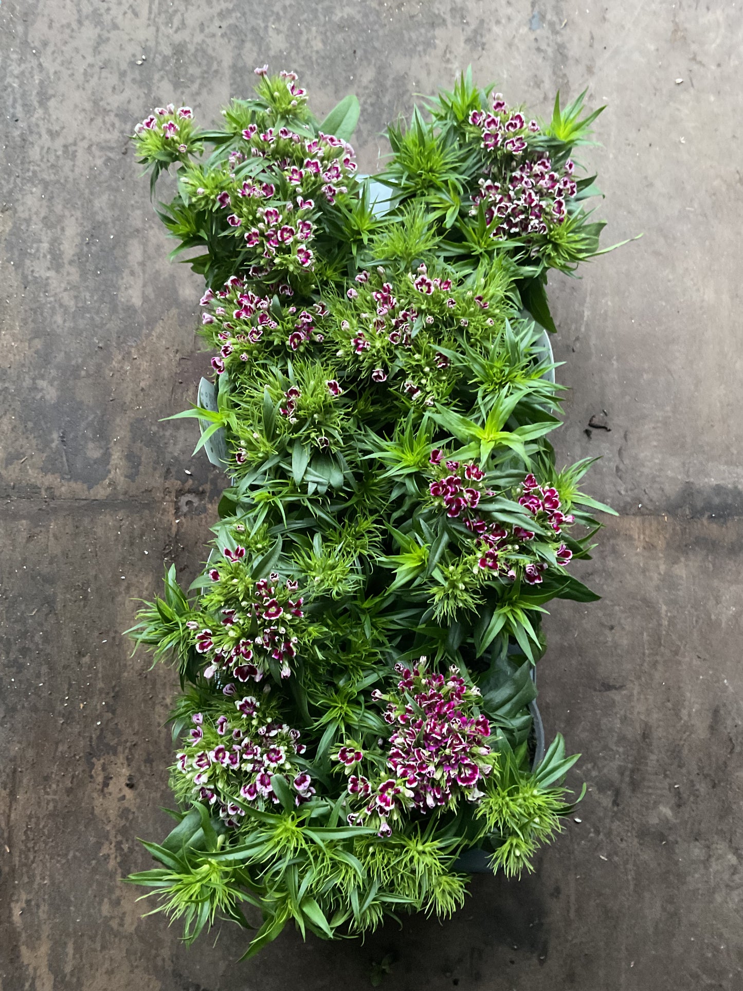 Dianthus barbatus mix P13