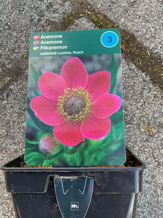Anemone multifida ‘Rubra’ P11