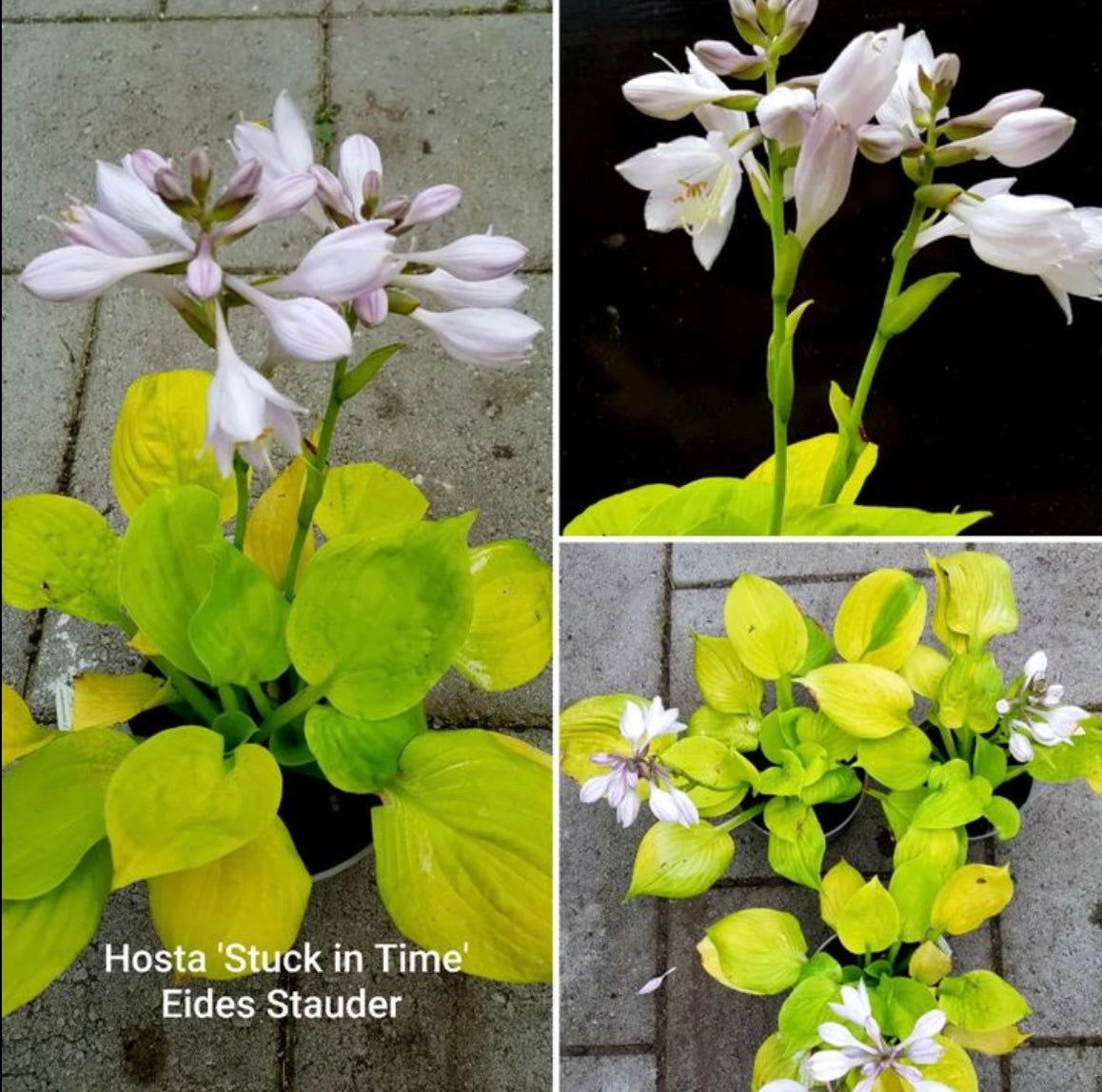 Hosta ‘Stuck in Time’