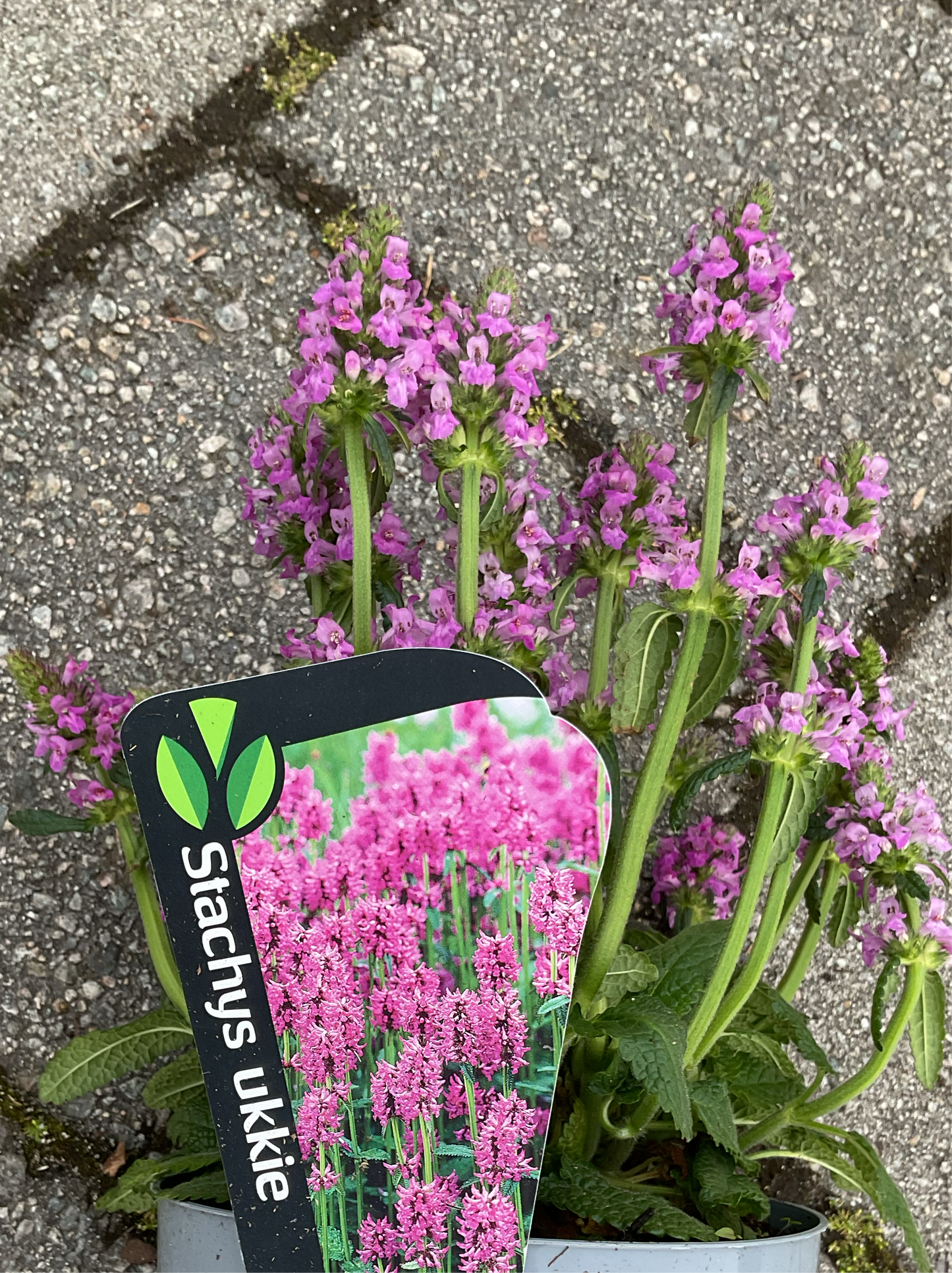 Stachys officinalis ‘Ukkie’ P17