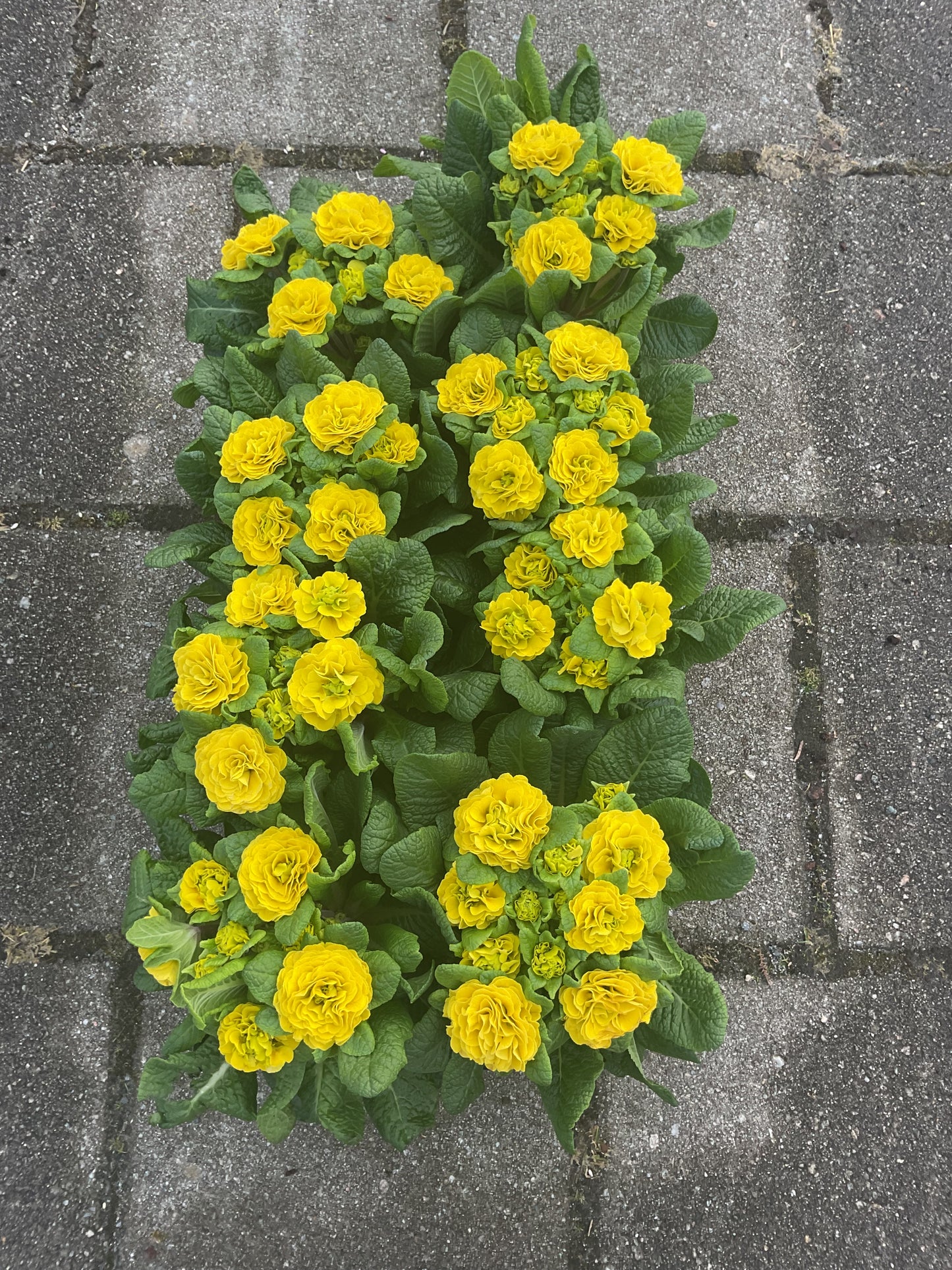 Primula Belarina ‘Dayglow Yellow’ P12