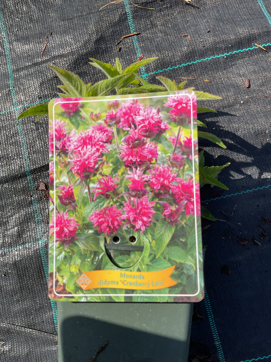 Monarda didyma ‘Cranberry Lace’ P11x11