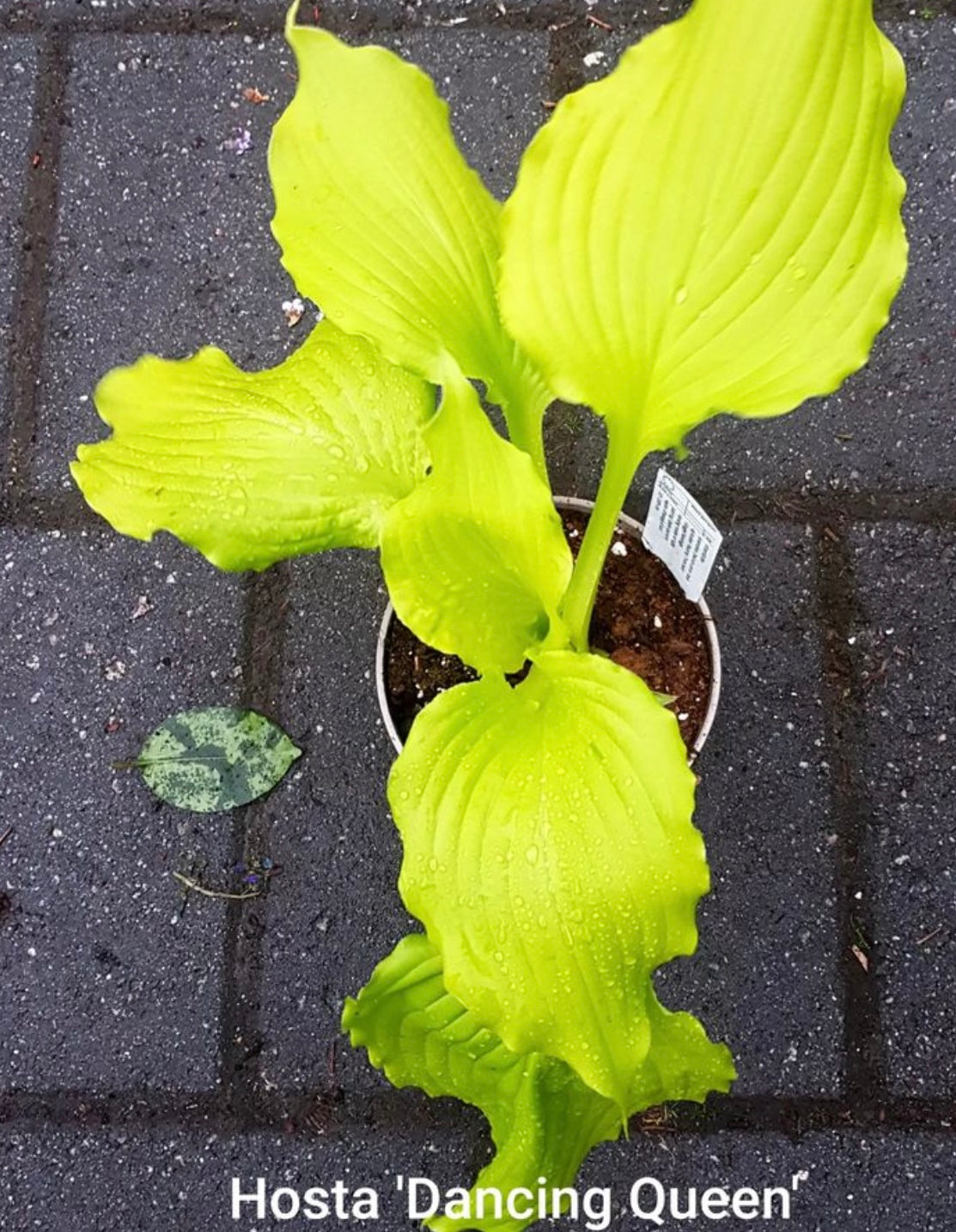 Hosta ‘Dancing Queen’