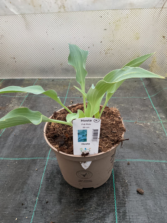 Hosta ‘Frill Ride’ P15