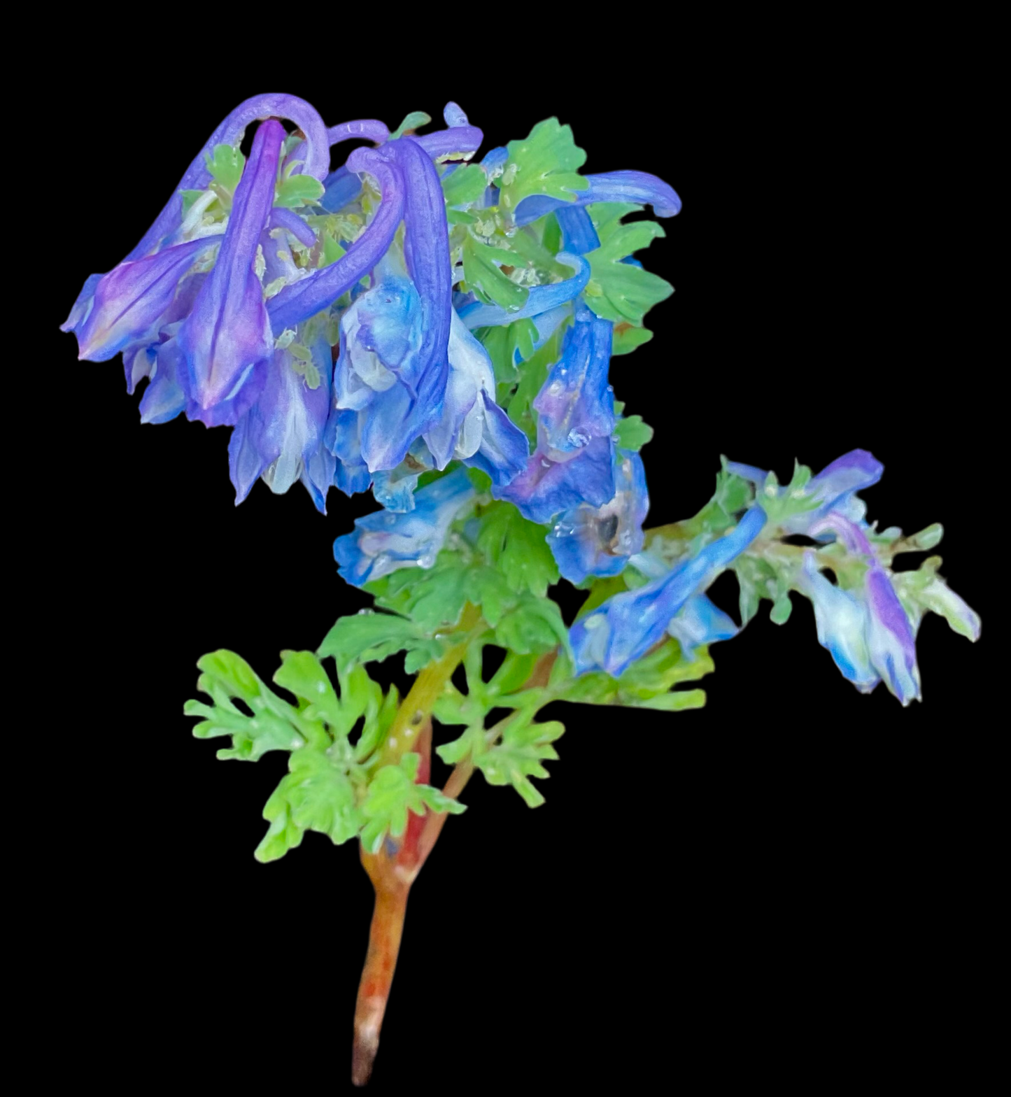 Corydalis calycosa P21