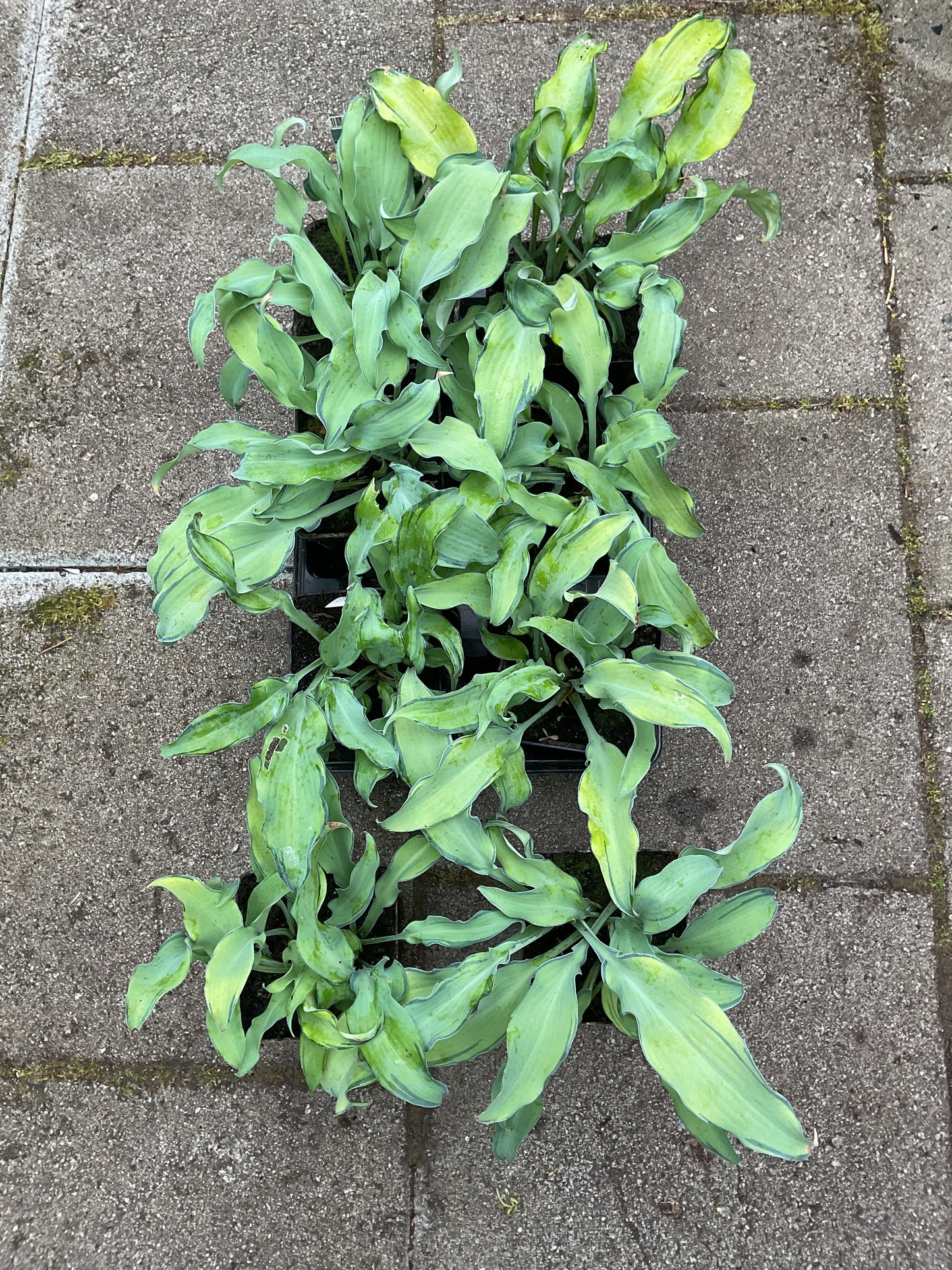 Hosta ‘Ripple Effect’