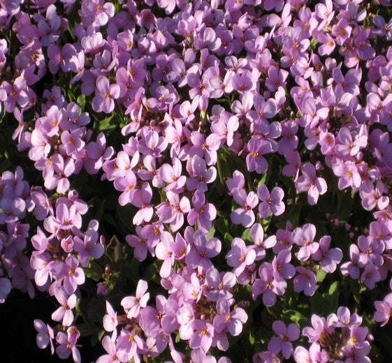 Arabis arendsii ‘Rosabella’