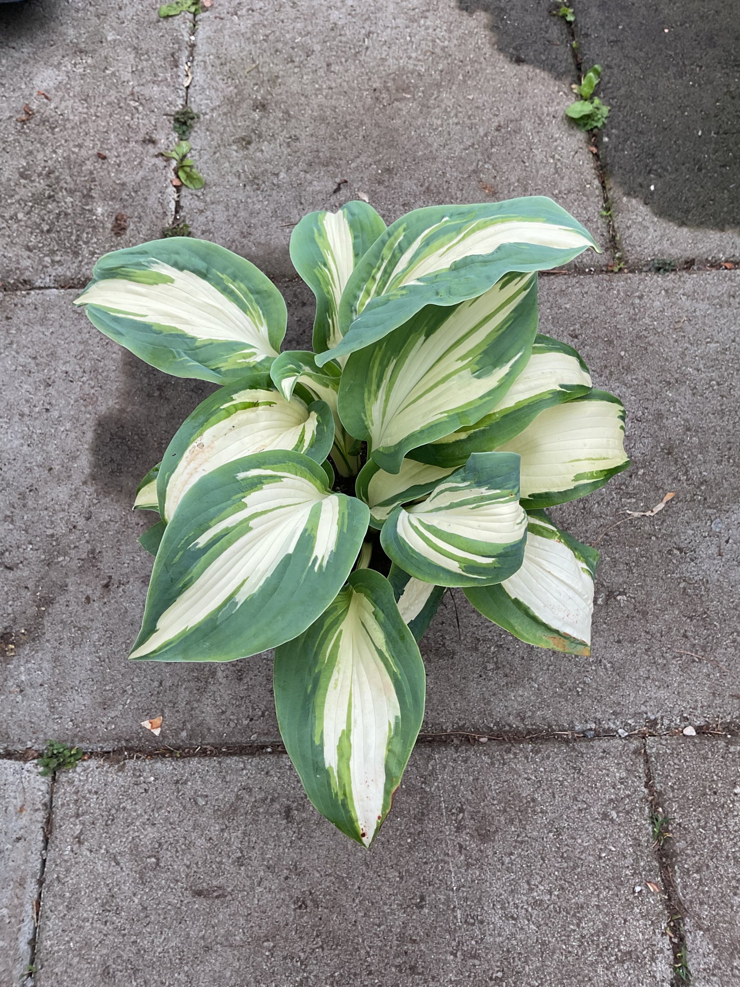 Hosta ‘Hans’ P15