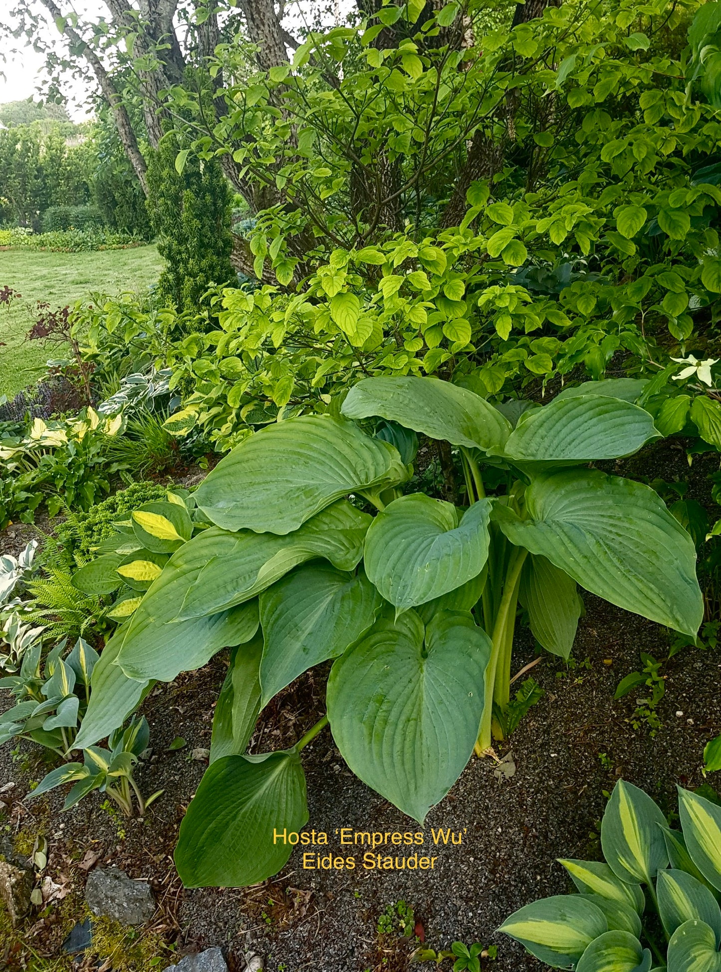 Hosta ‘Empress Wu’