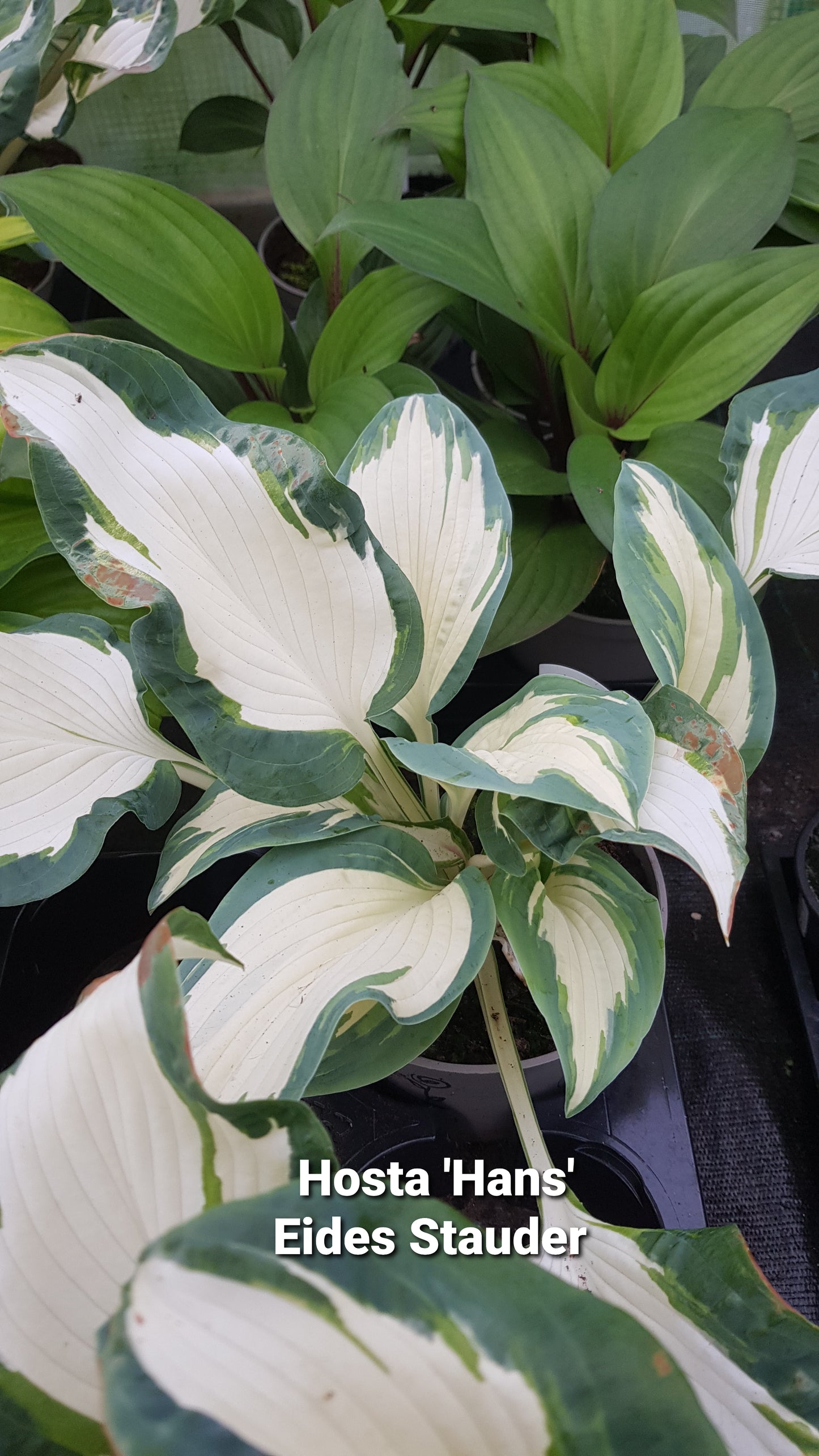 Hosta ‘Hans’ P15