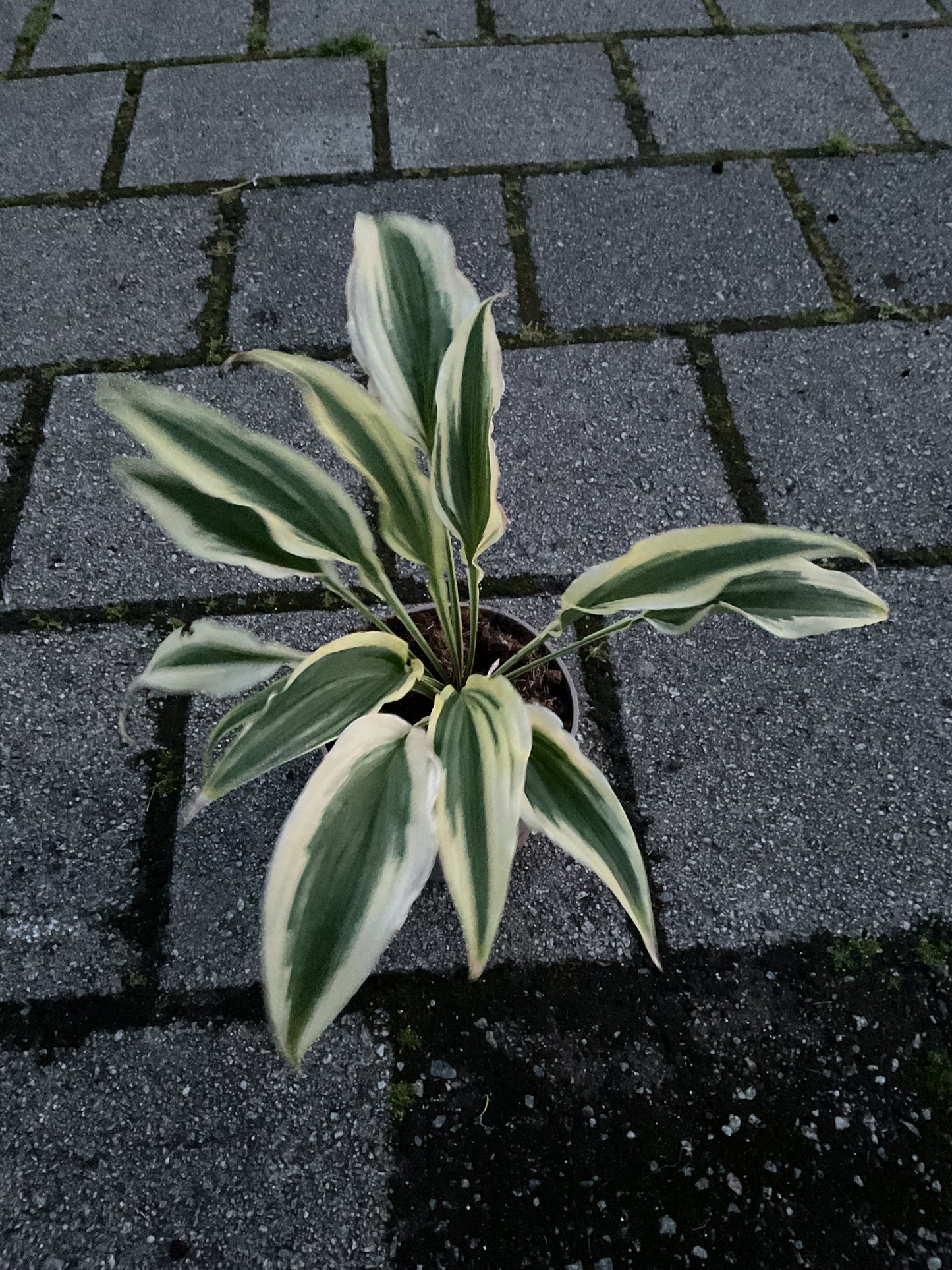 Hosta ‘Long Tail Lights’ P15