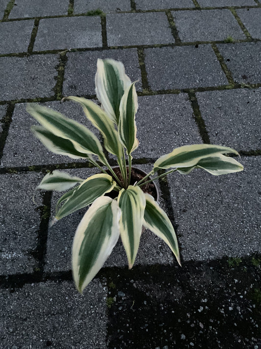 Hosta ‘Long Tail Lights’ P15