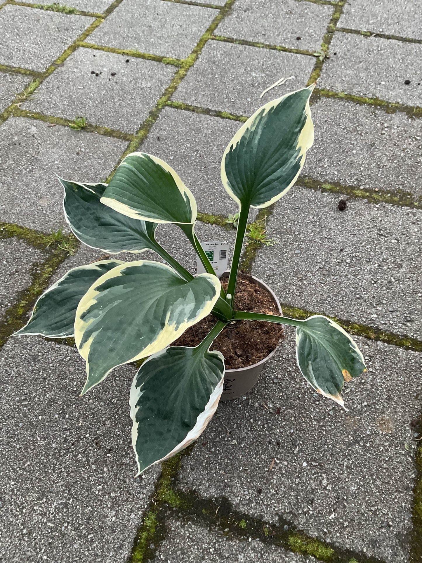 Hosta ‘Karin’
