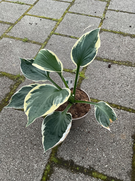 Hosta ‘Karin’