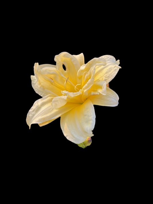 Hemerocallis ‘Double River Wye’ P11x11