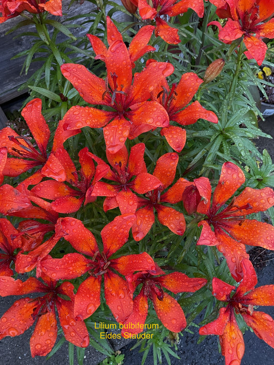 Lilium bulbiferum 3 stk Brannlilje P9x9