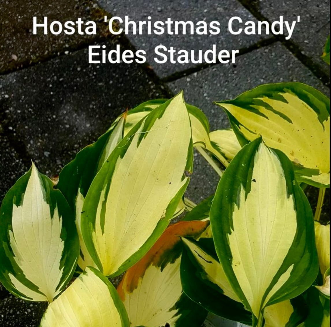 Hosta ‘Christmas Candy’