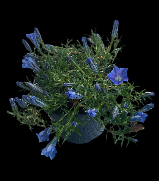 Gentiana sino-ornata P9x9