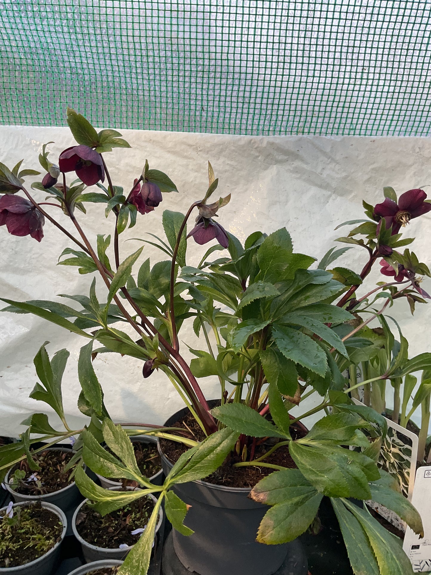 Helleborus orientalis ‘Red Princess’ P17