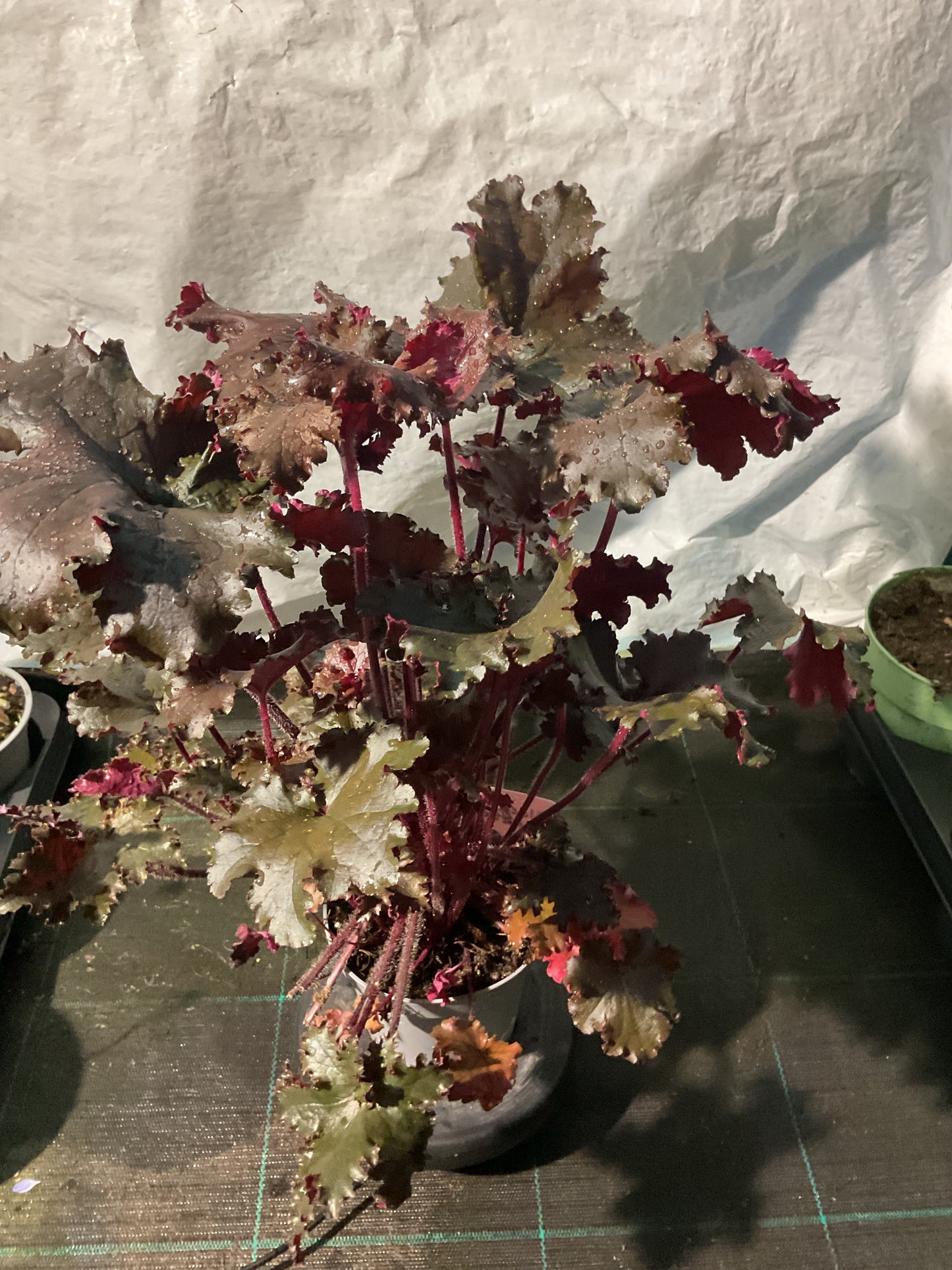 Heuchera ‘Black Taffeta’ P12