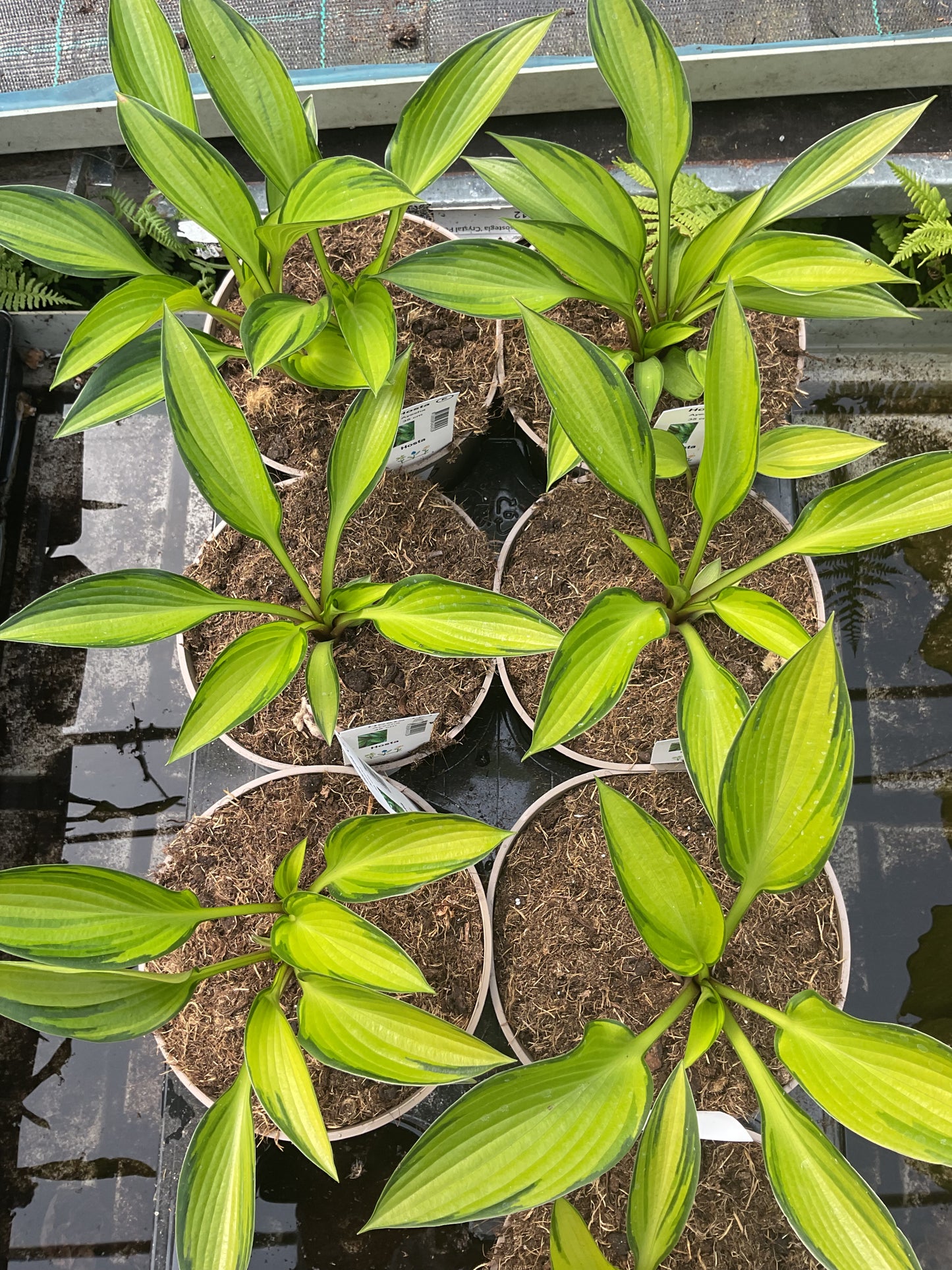 Hosta ‘Ayesha’ P15
