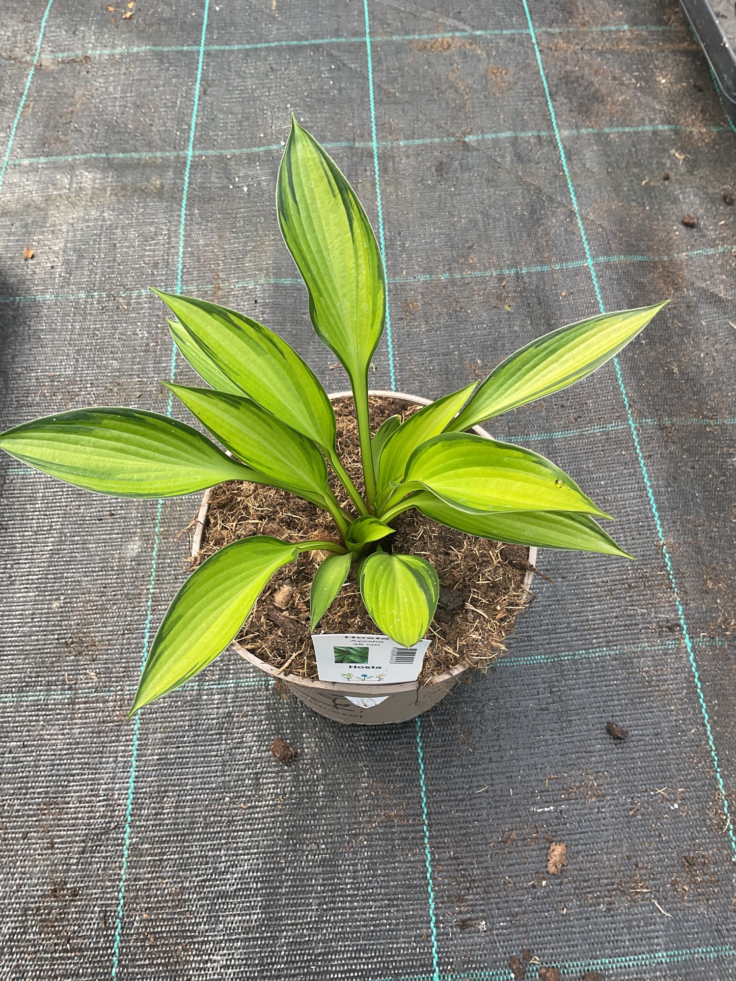 Hosta ‘Ayesha’ P15
