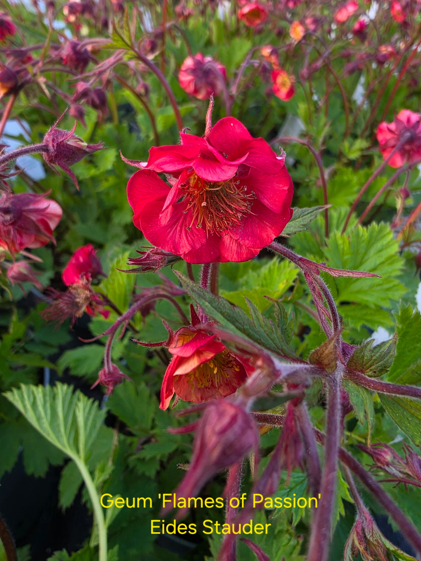 Geum ‘Flames of Passion’ P17