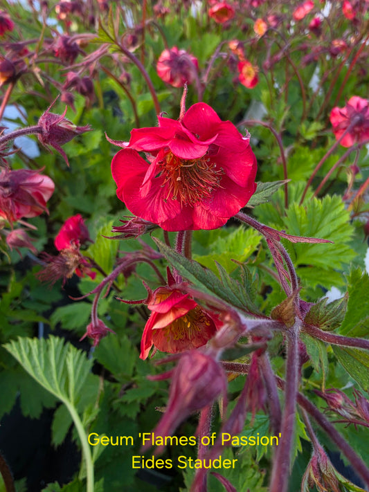 Geum ‘Flames of Passion’ P17