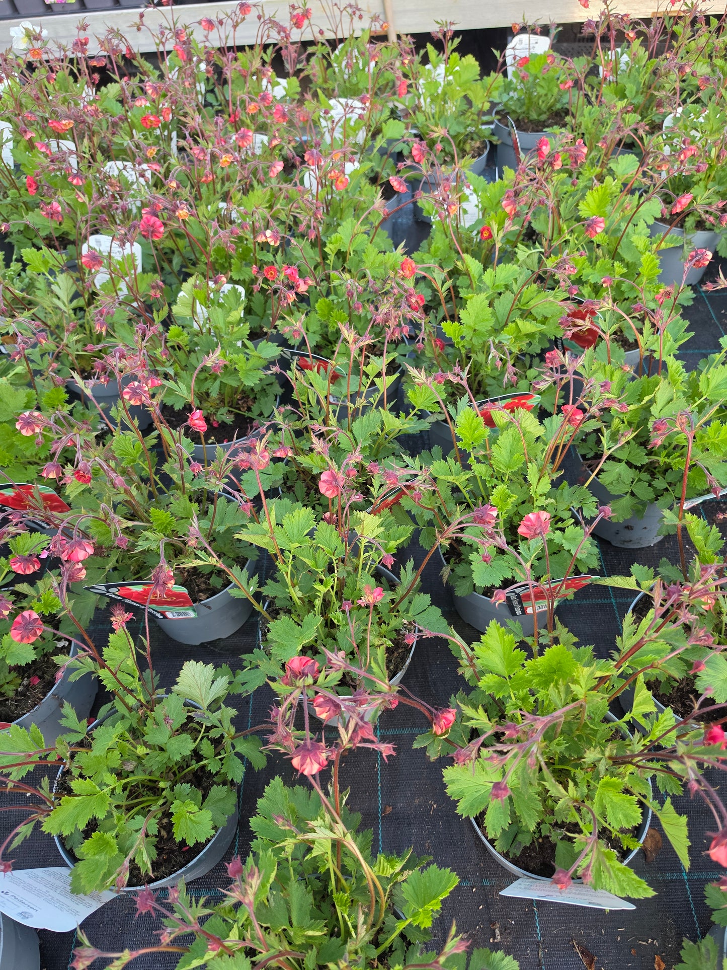 Geum ‘Flames of Passion’ P17
