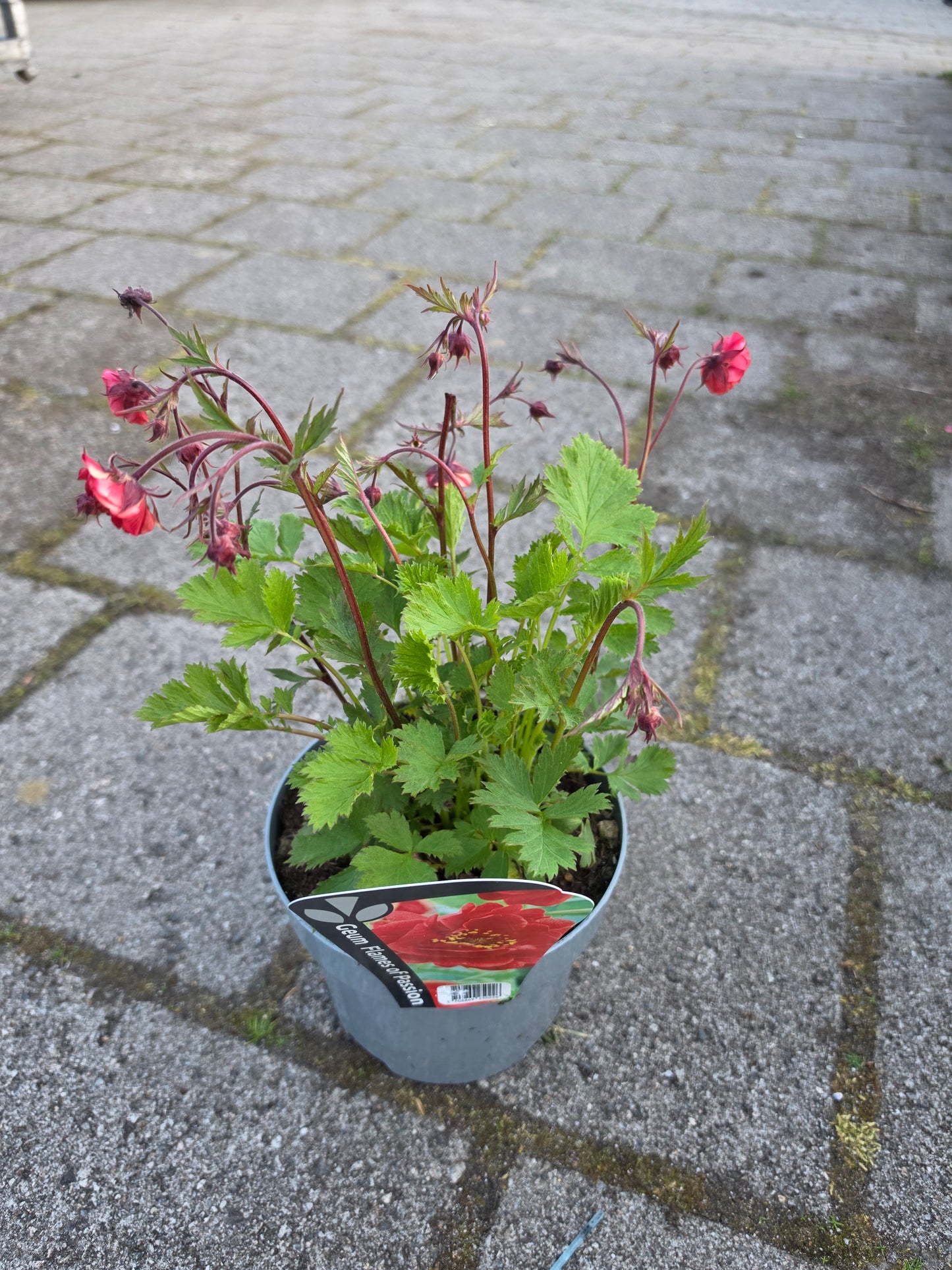 Geum ‘Flames of Passion’ P17