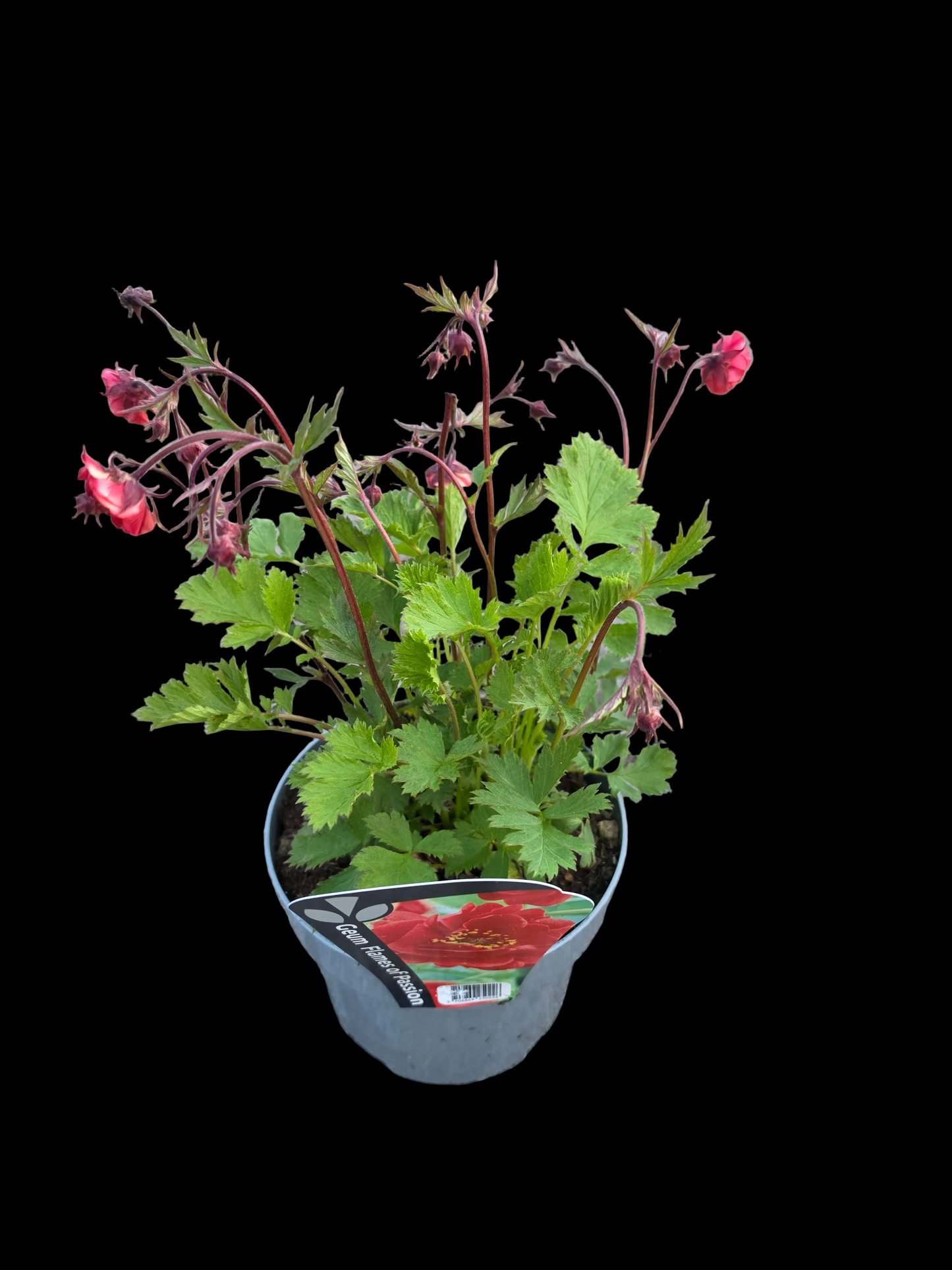 Geum ‘Flames of Passion’ P17