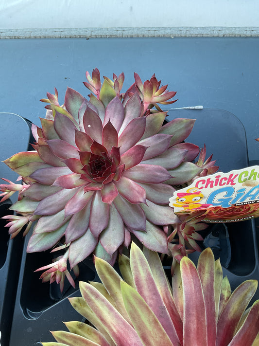 Sempervivum ‘Giants’ ‘Copper Canyon’