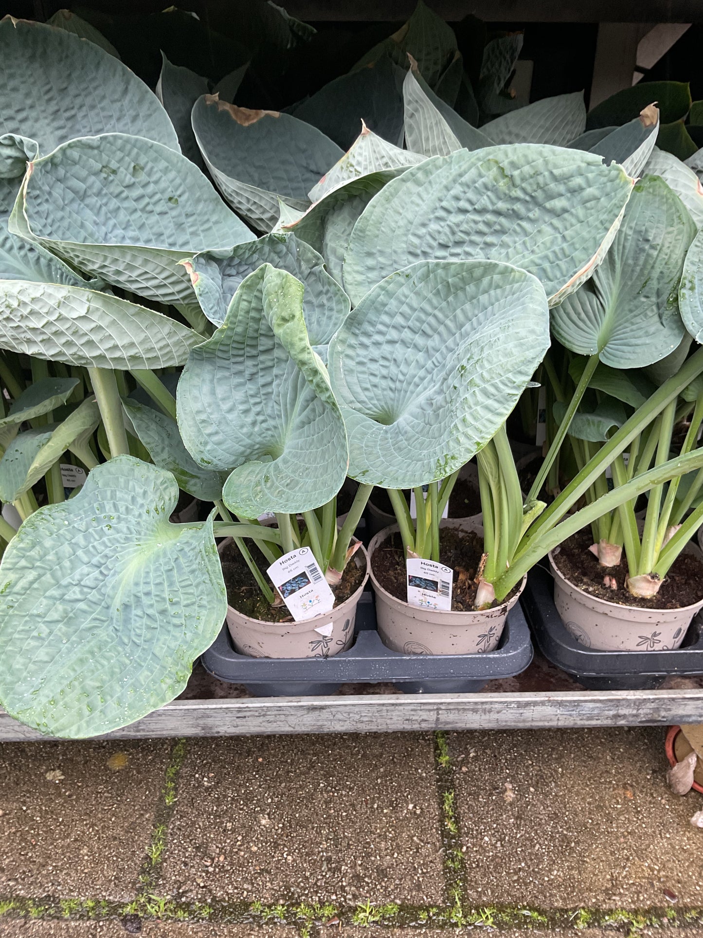 Hosta ‘Big Daddy’ P15